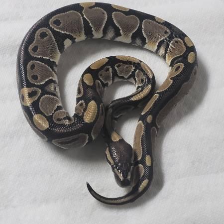 Rehoming Ball Python collection