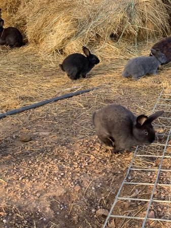 Bunny Rabbits Grey Black Bunnies