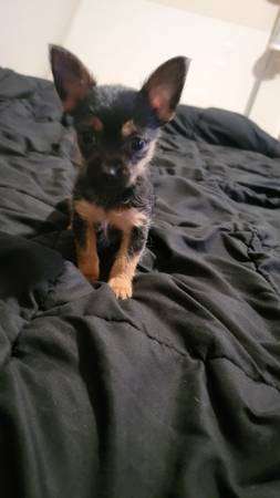 Male Chorkie Puppy Needs Home