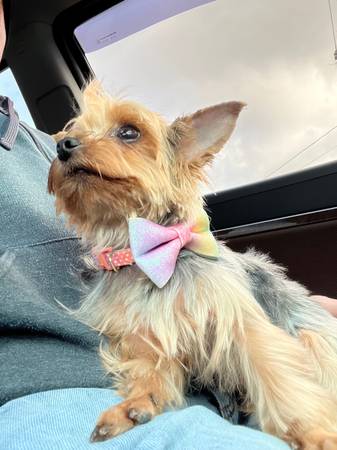 Yorkie Female