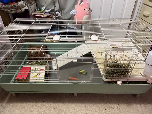 2 young male Guinea pigs