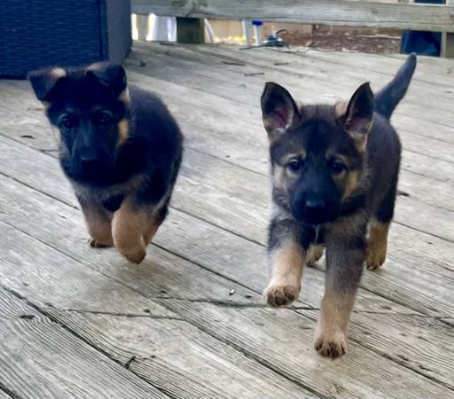 CKC German shepherd puppies