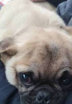 Pug puppy