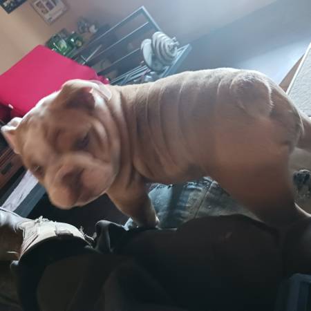 English bulldog rehoming