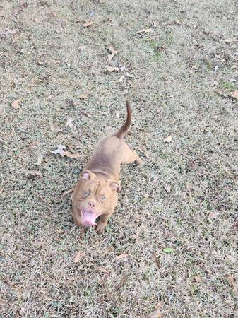 American Bully pups