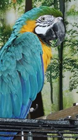 blue and gold macaw