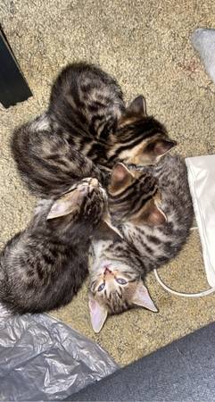 Half Bengal kittens!!