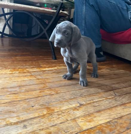 Weimaraner