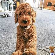 Goldendoodle puppy available