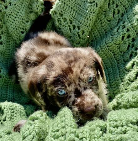 Aussiedor Pups