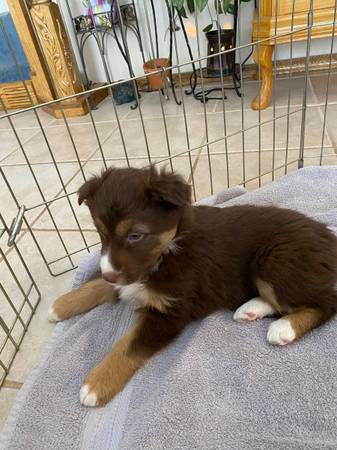 Australian shepherd standard female