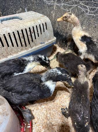 Ancona and Ancona/Golden 500 Ducklings