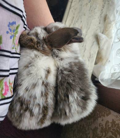 Holland Lop bunnies New Litter! Ready Now!