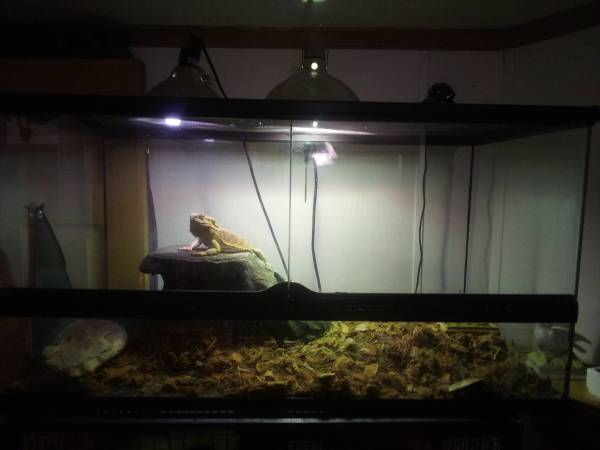 Full-grown bearded dragon and setup