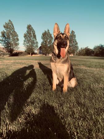 German Sheperd/Belgian malinois