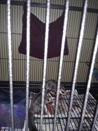 2 male sugar gliders for sale