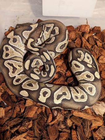 Ball python