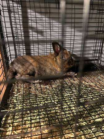 free rabbit and cage