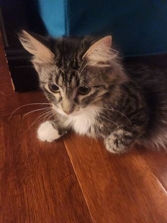 Long Haired Female Tabby