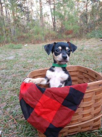 Chihuahua puppies!!!!!