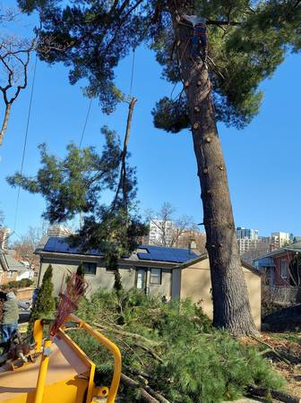 TREE SERVICE,TREE TRIMMING TREE REMOVAL LYNCHBURG VA