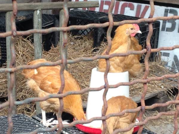 Buff Orpington Roosters