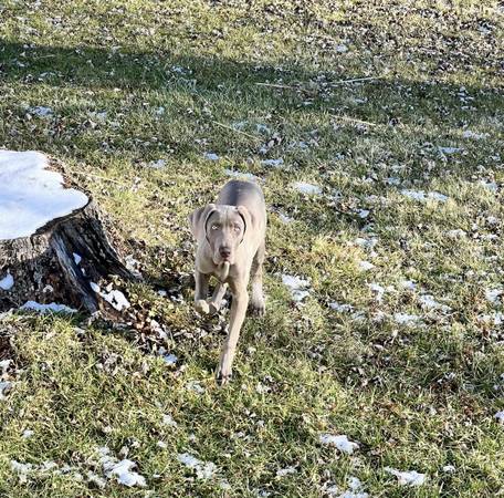 Full Blooded Male Weimaraner Pup