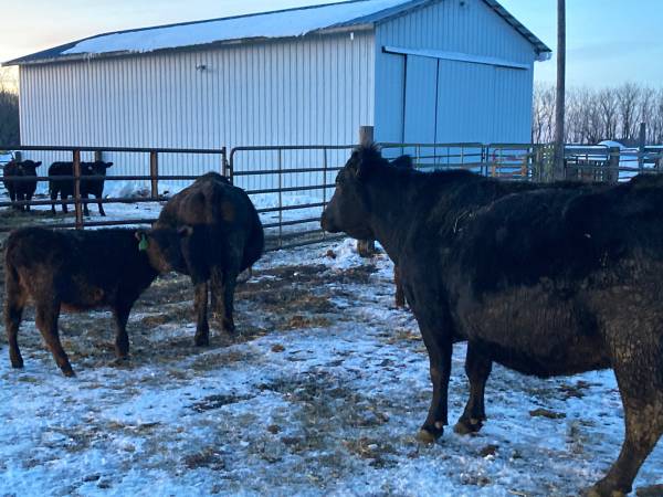 3 Cow calf pairs