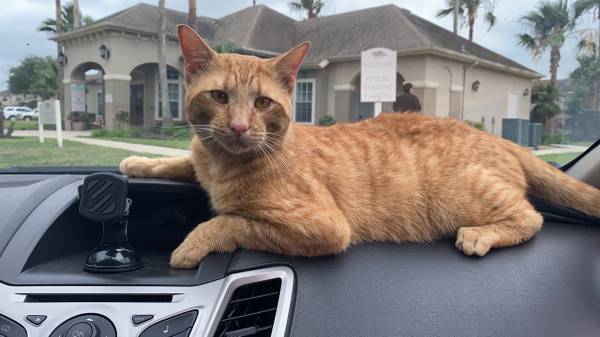 Male orange tabby