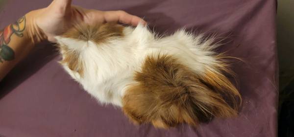 Guinea pigs need new home