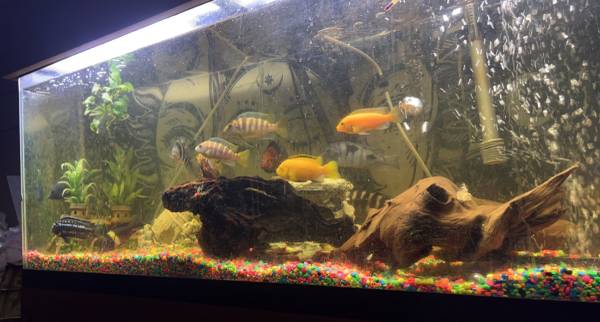 cichlids