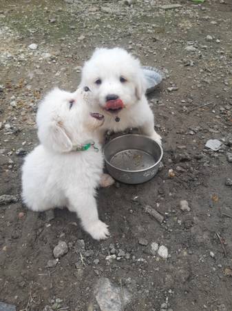 Great pyrenees puppies $150