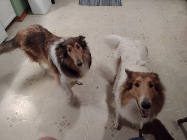 2 Rough Collie