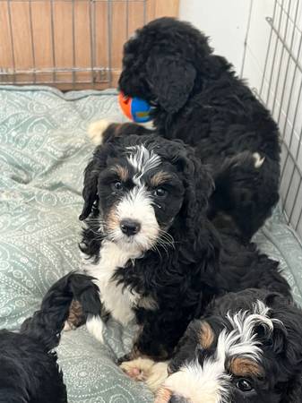 Bernedoodle puppies