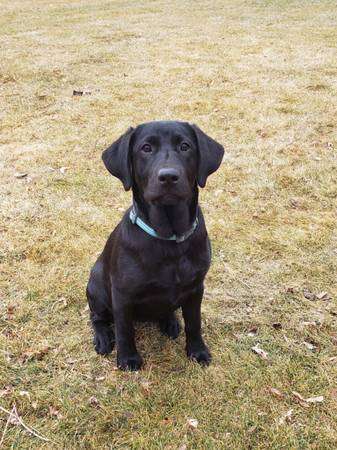 lab puppies