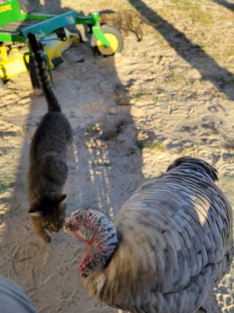 Narragansett turkeys