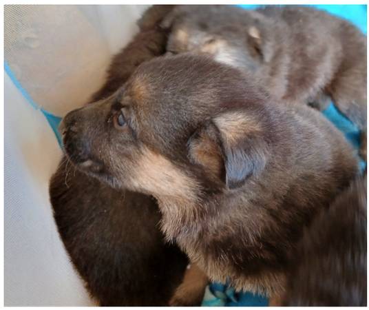 Shepherd/Mastiff Puppies for rehoming