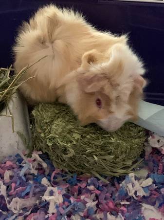 Just weaned Guinea pigs