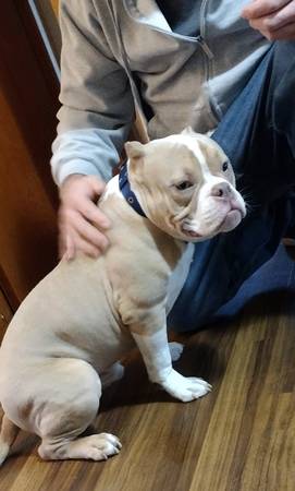 American Bully lilac Male