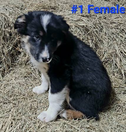 ABCA Reg Border Collie puppy