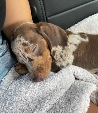 Toyyyyyy dachshunds Pups