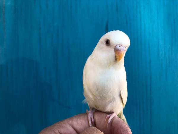 Friendly Budgies and Cockatiels