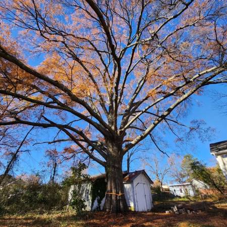 Need Tree Service done?