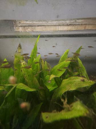 aquarium fish and plants for re- homing