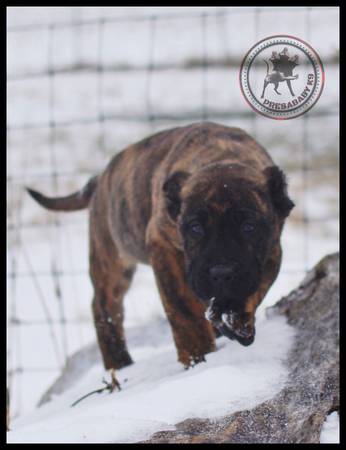 Presa canario pups (Guard Dog)