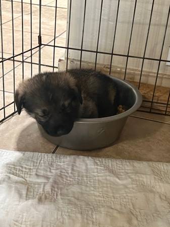 German / Caucasian Shepherd Pupp