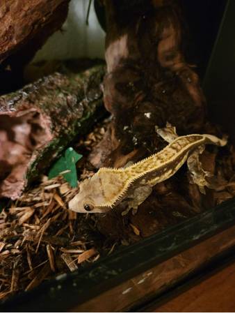 pac man frog and crested gecko