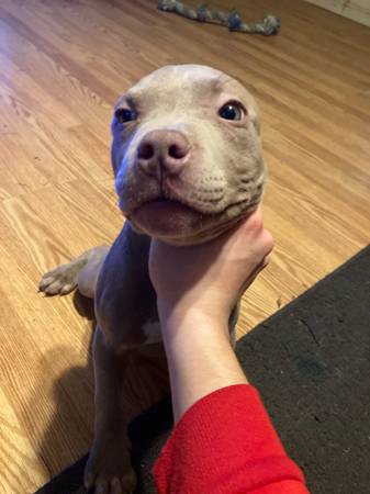 pitbull puppys