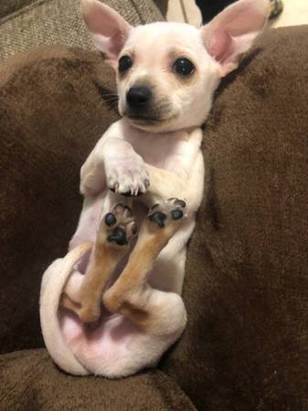 Chihuahua