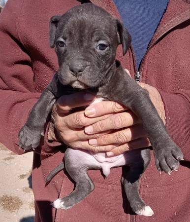 Pitbull/XL bully puppies